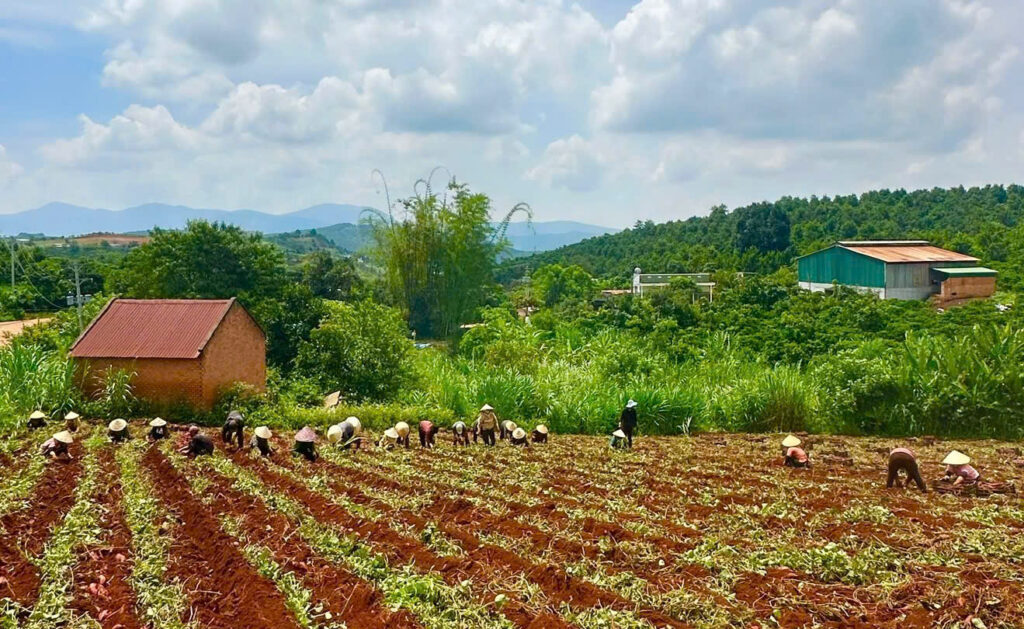 vườn khoai lang nhật tại tây nguyên việt nam
