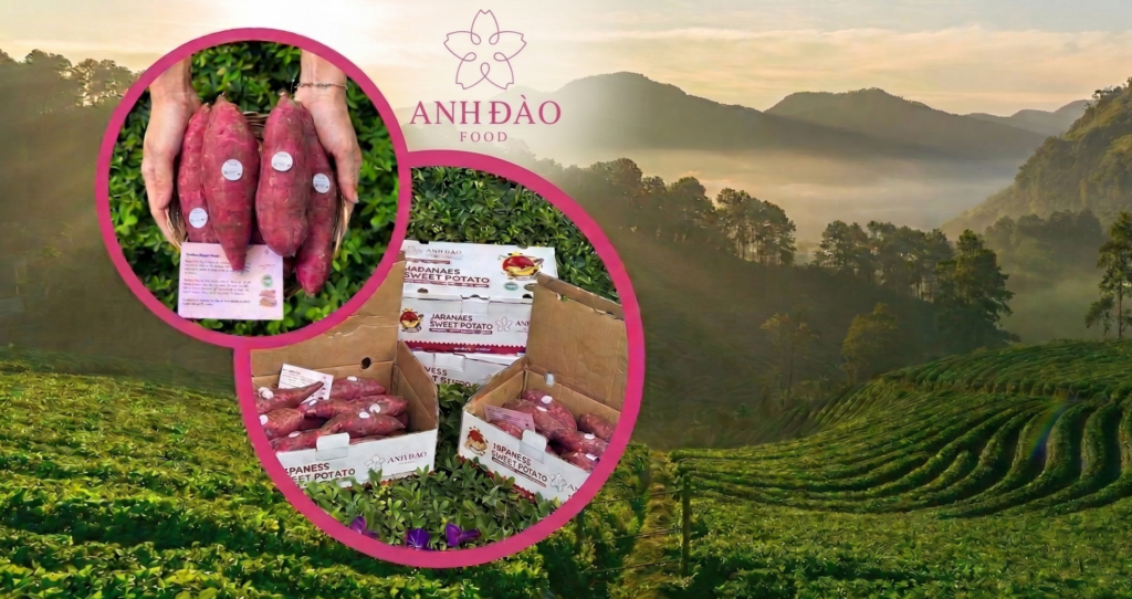 anh đào food- khoai lang nhật chất lượng cao