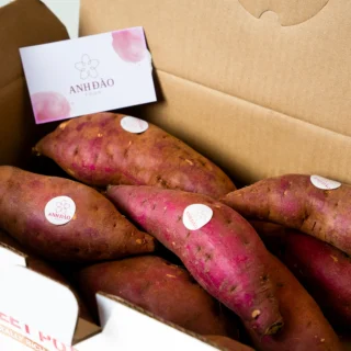 khoai lang nhật chuẩn xuất khẩu đóng thùng từ anh đào food